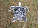 16" X 16" Turtle
